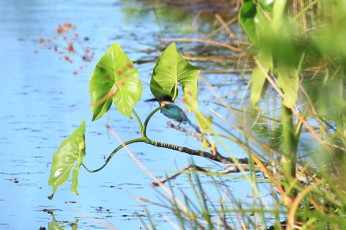 Green Kingfisher - Thomas Quartier