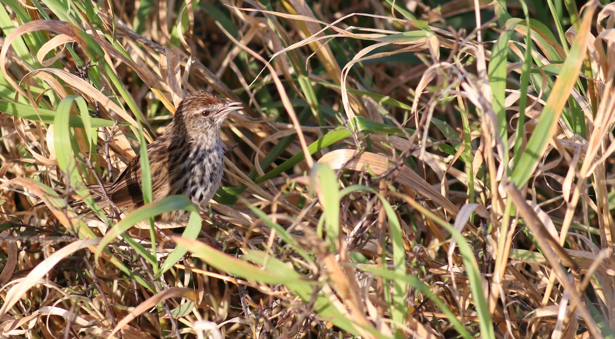 New Zealand Fernbird - ML557433291