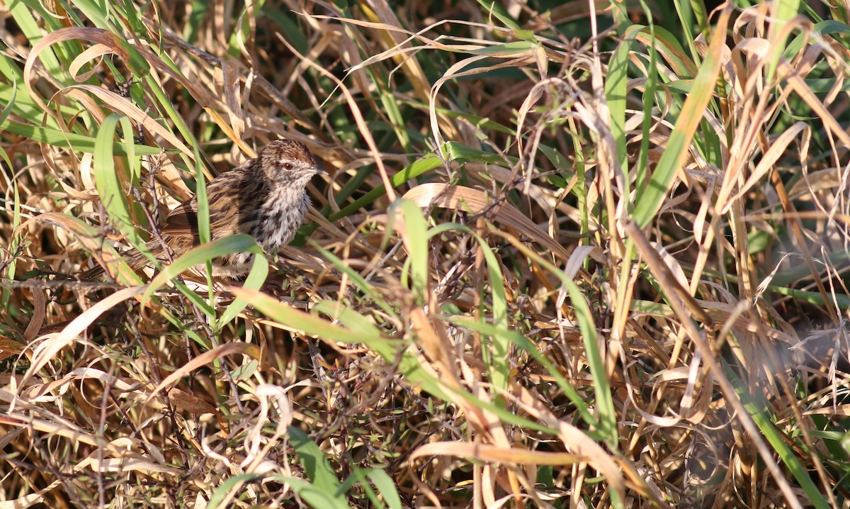 New Zealand Fernbird - ML557433311