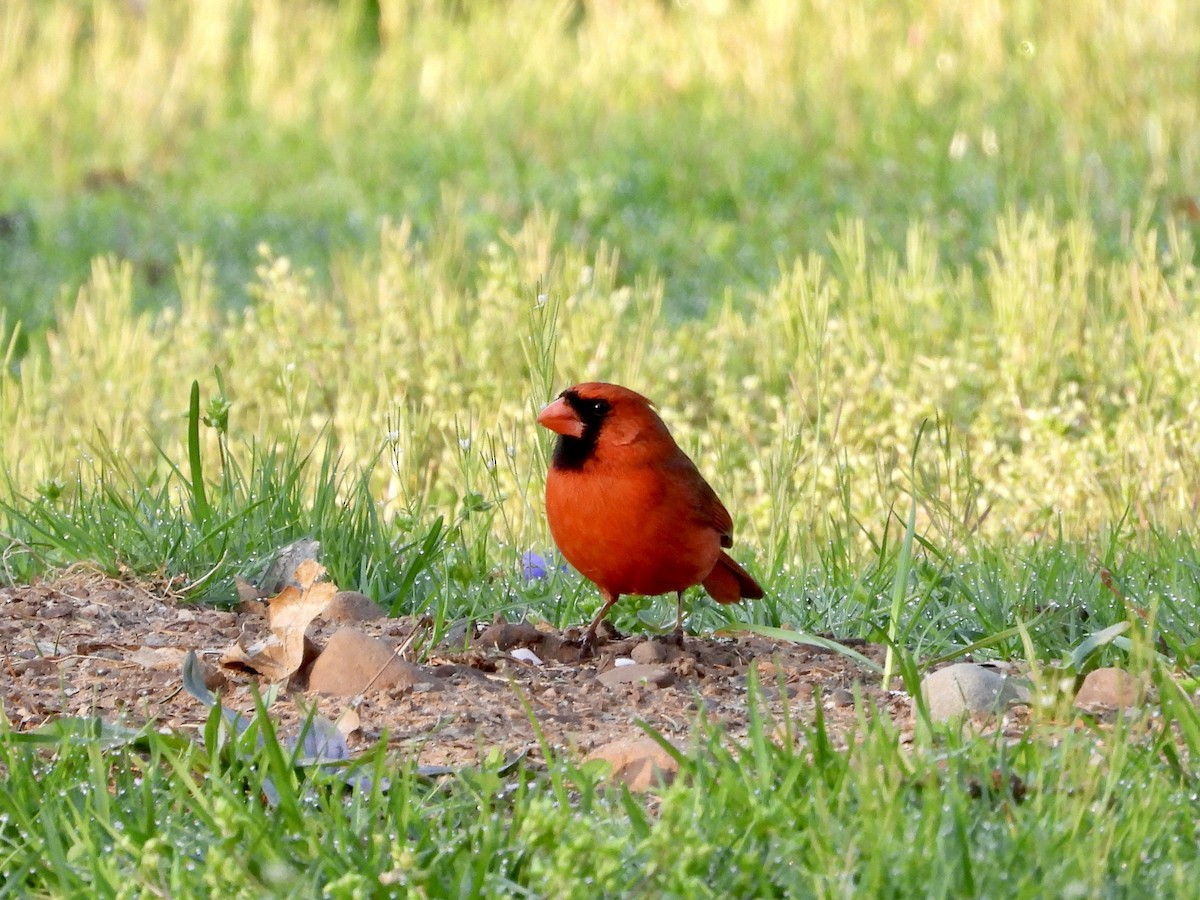 Kırmızı Kardinal - ML557433811