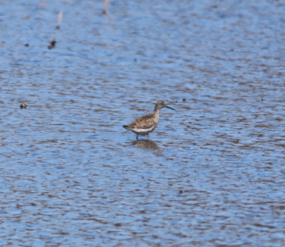 Lesser/Greater Yellowlegs - ML557434421