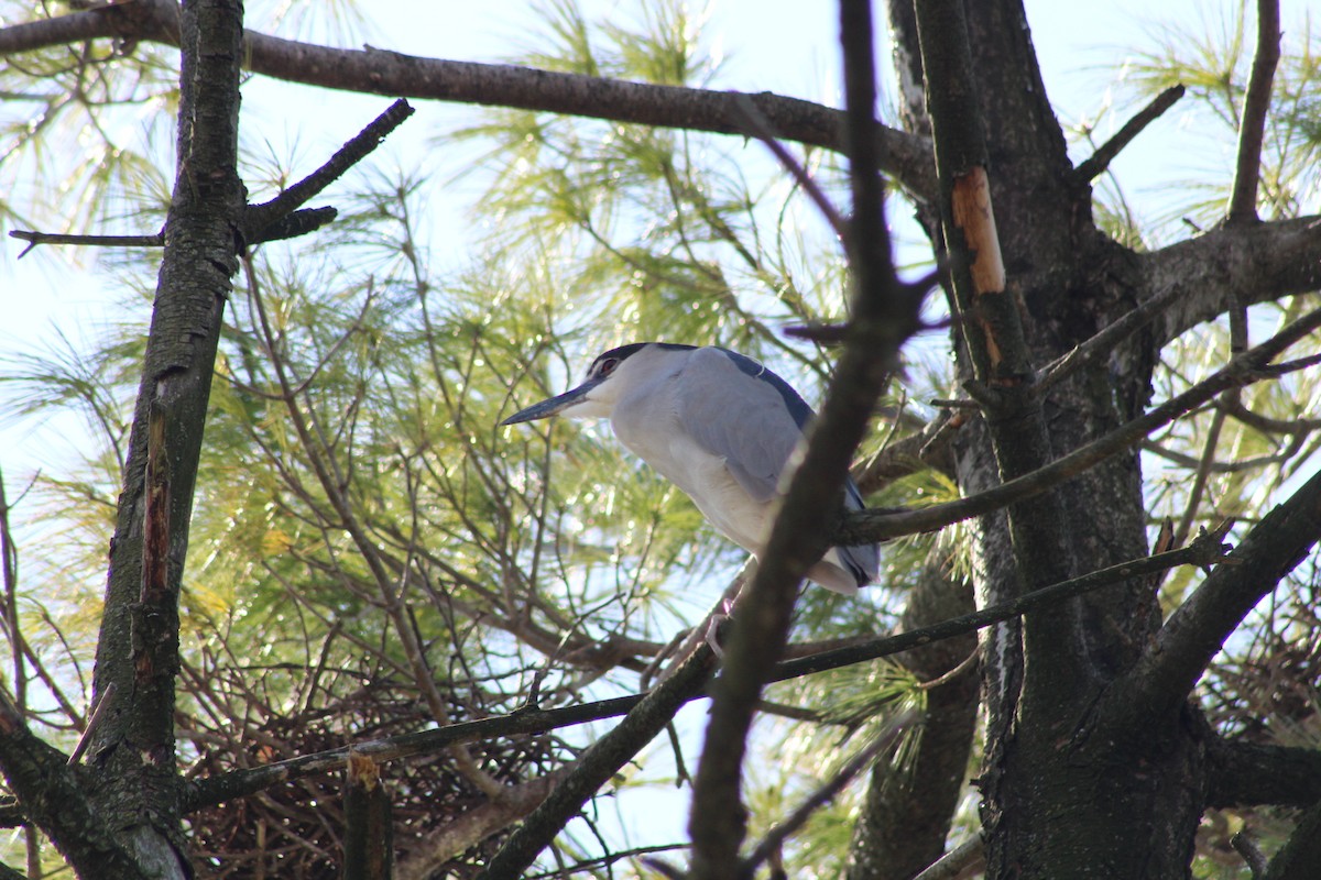 Black-crowned Night Heron - Tom Donahue