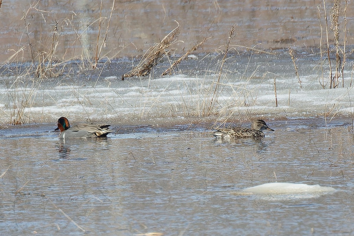 Green-winged Teal - ML557436181
