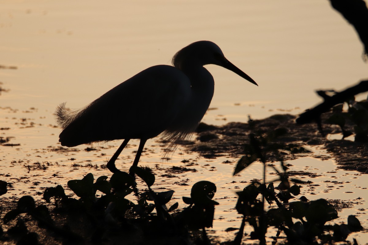 Snowy Egret - ML557437621