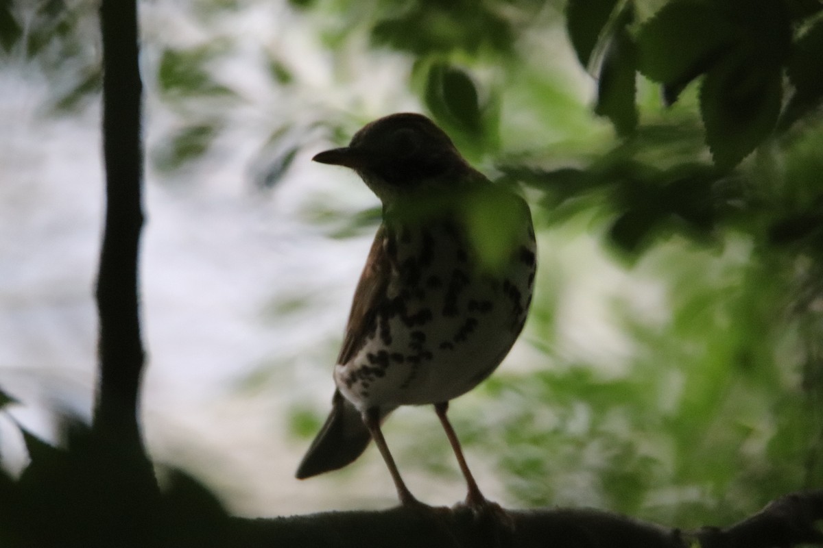 Wood Thrush - ML557437751