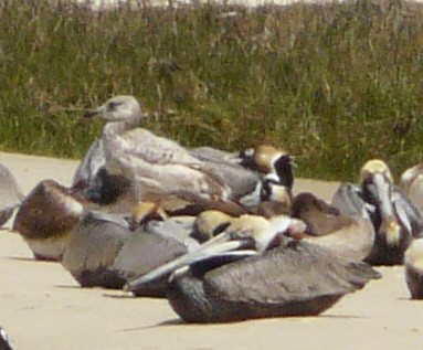 Herring Gull - ML557438421