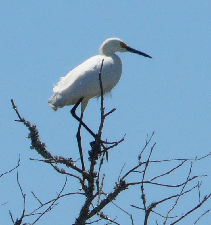 Snowy Egret - ML557439481