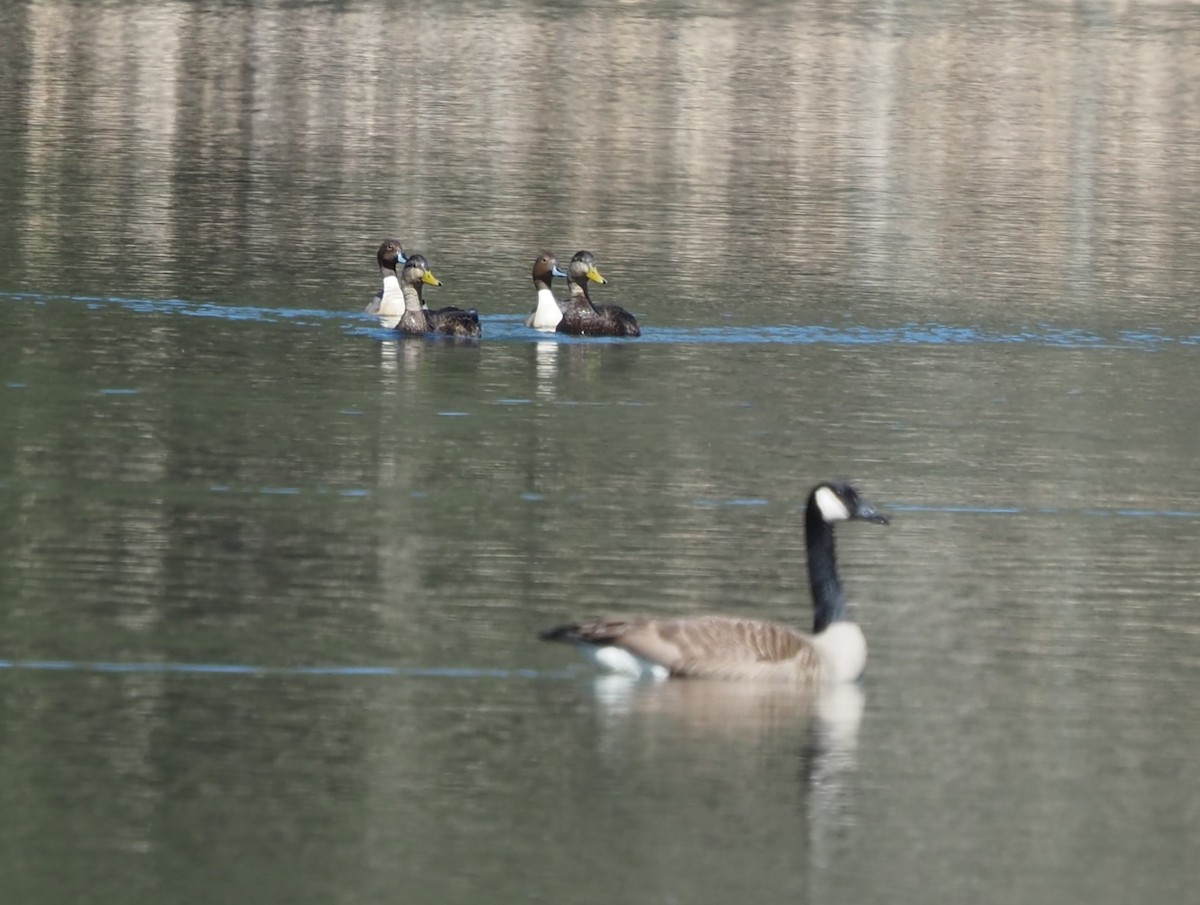 Northern Pintail - ML557440481