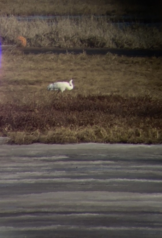 Whooping Crane - ML557441321