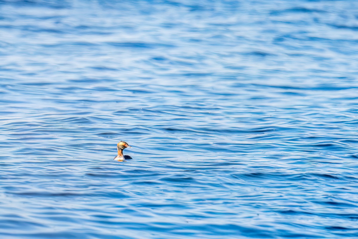 Horned Grebe - ML557441351