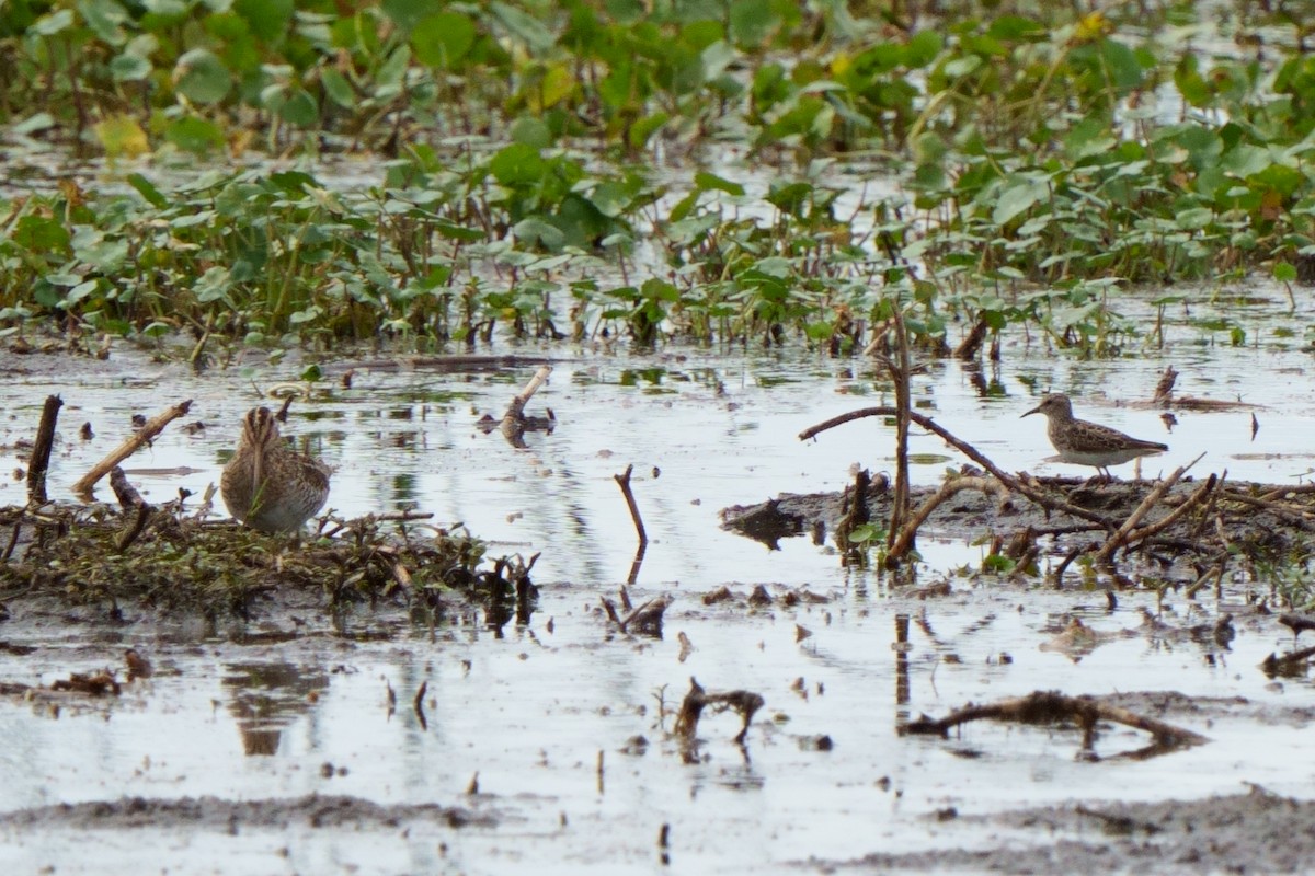 Wilson's Snipe - ML557441491