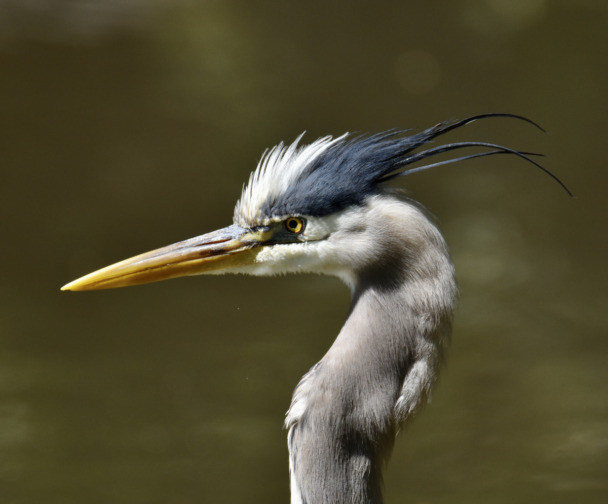 Great Blue Heron - ML557441871