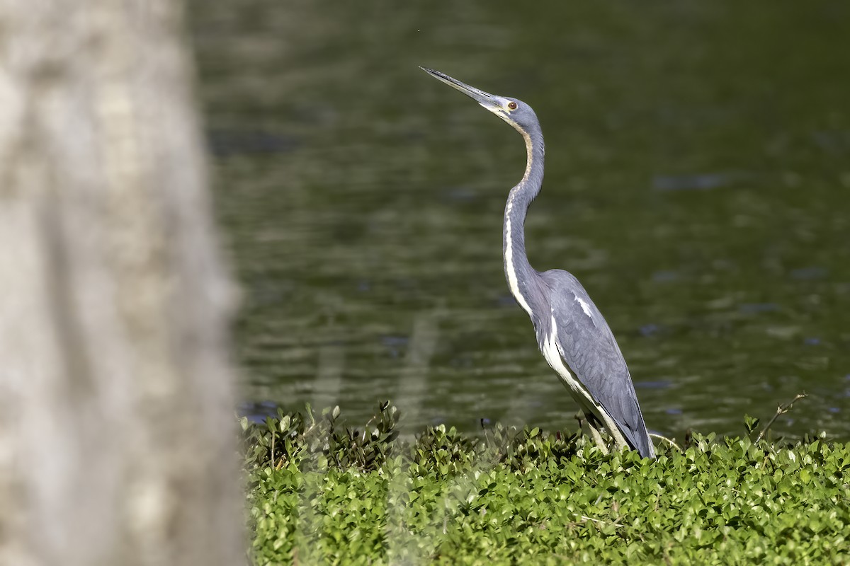 Tricolored Heron - ML557441921