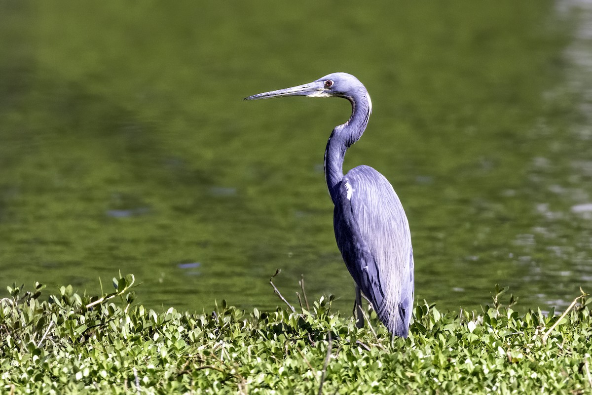 Tricolored Heron - ML557441941