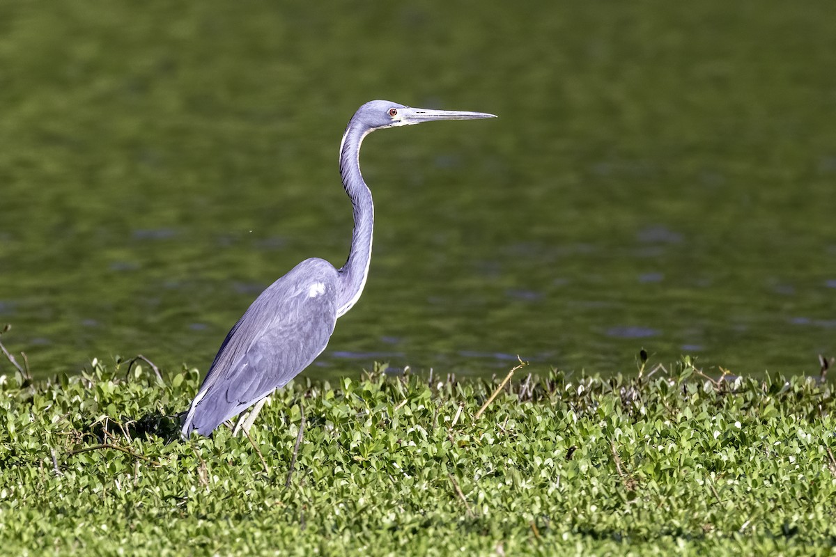 Tricolored Heron - ML557441951