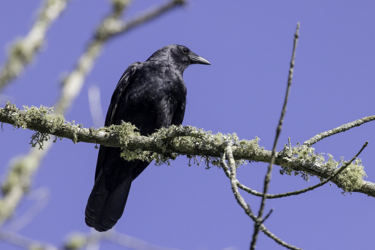 Fish Crow - ML557442061