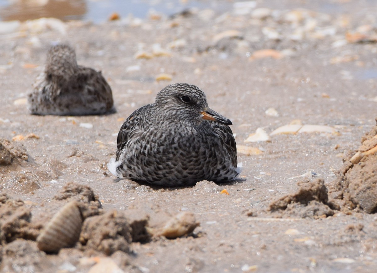 Surfbird - ML557442561