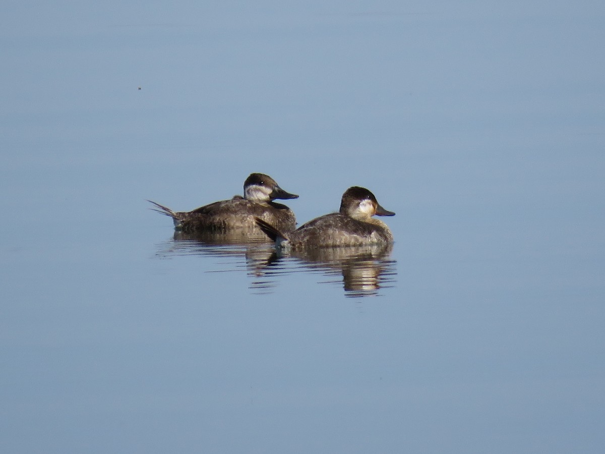 Ruddy Duck - ML557442681