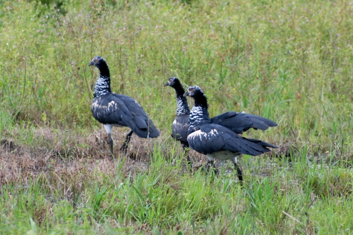 Horned Screamer - ML557442901