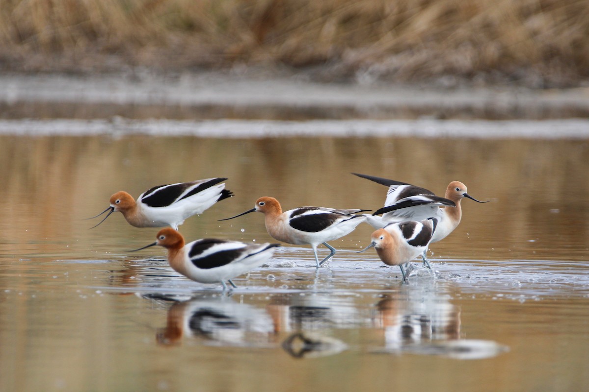 Avocette d'Amérique - ML557443181