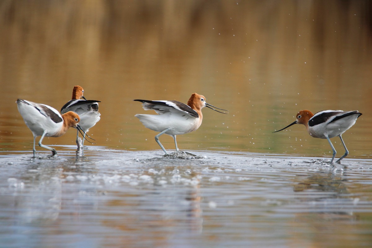 Avocette d'Amérique - ML557443201