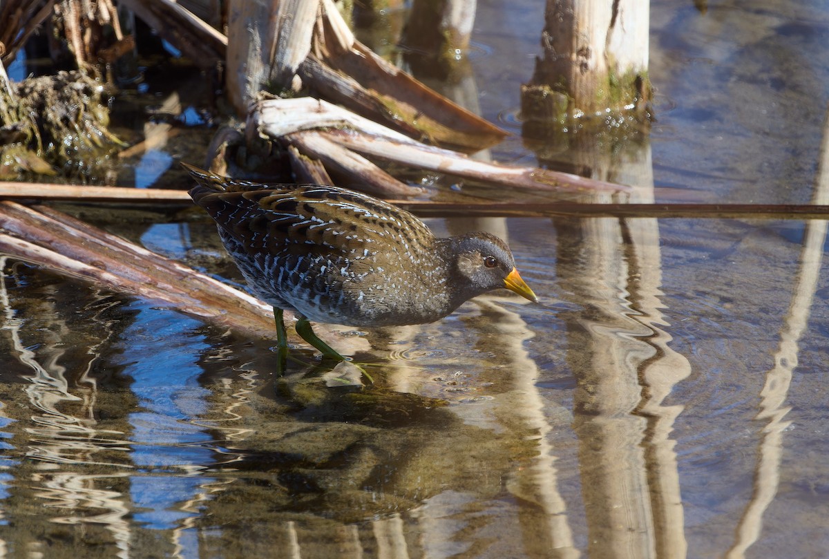 Spotted Crake - ML557443221
