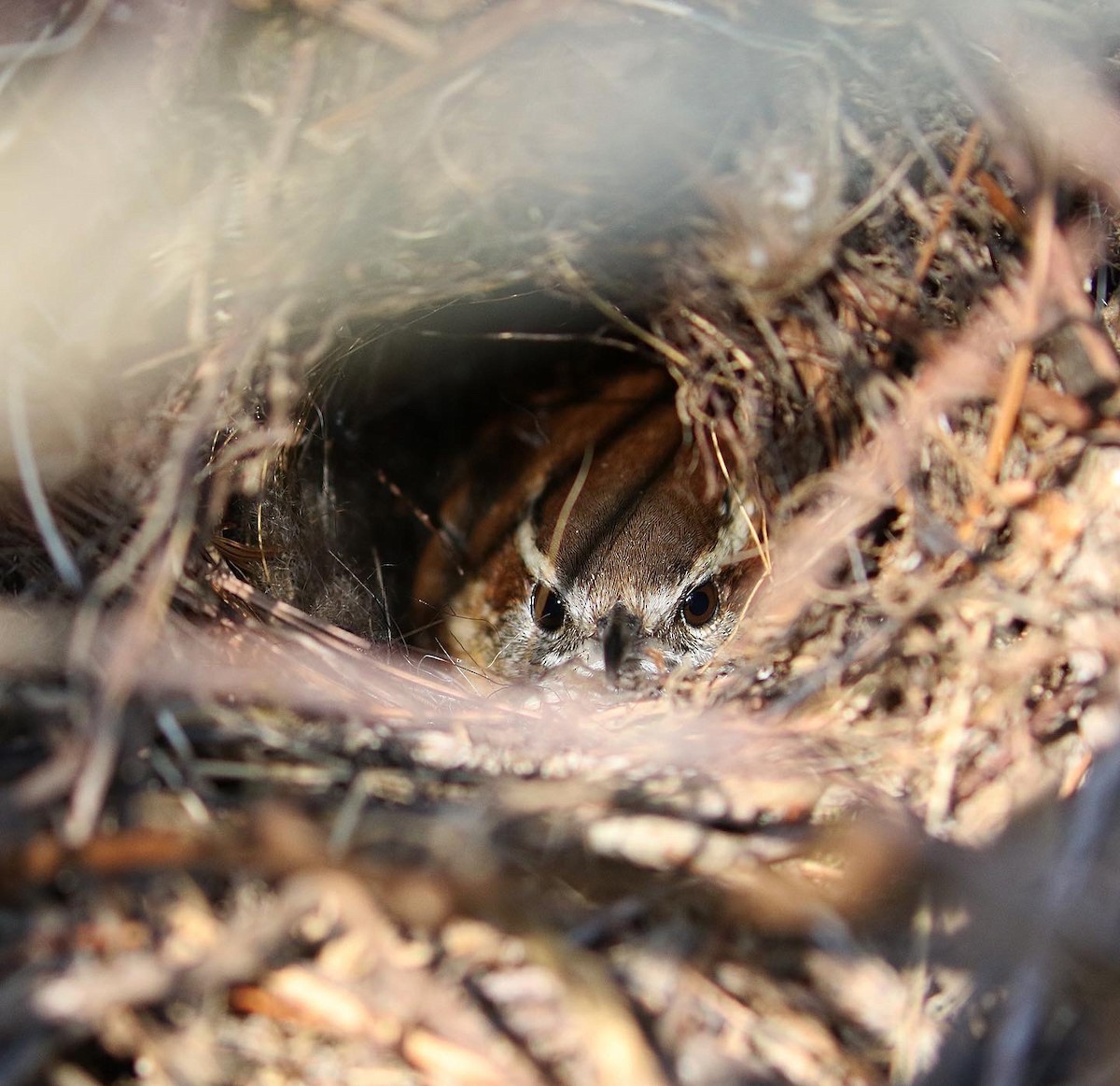 Carolina Wren - ML557443461