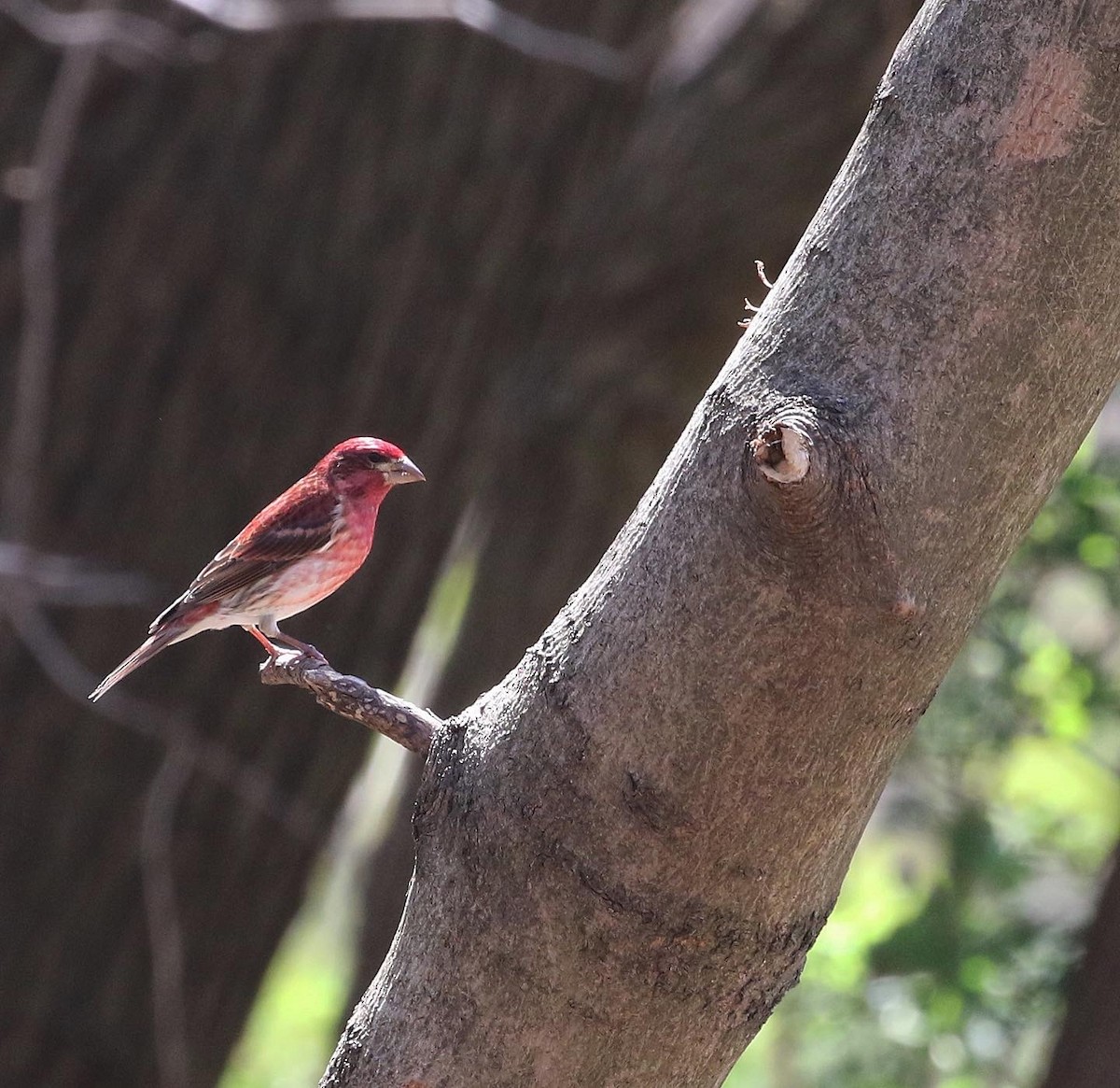 Purple Finch (Eastern) - ML557443501