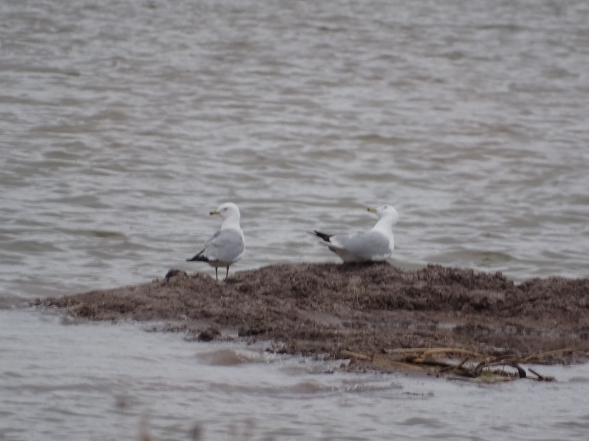 Ring-billed Gull - ML557444201