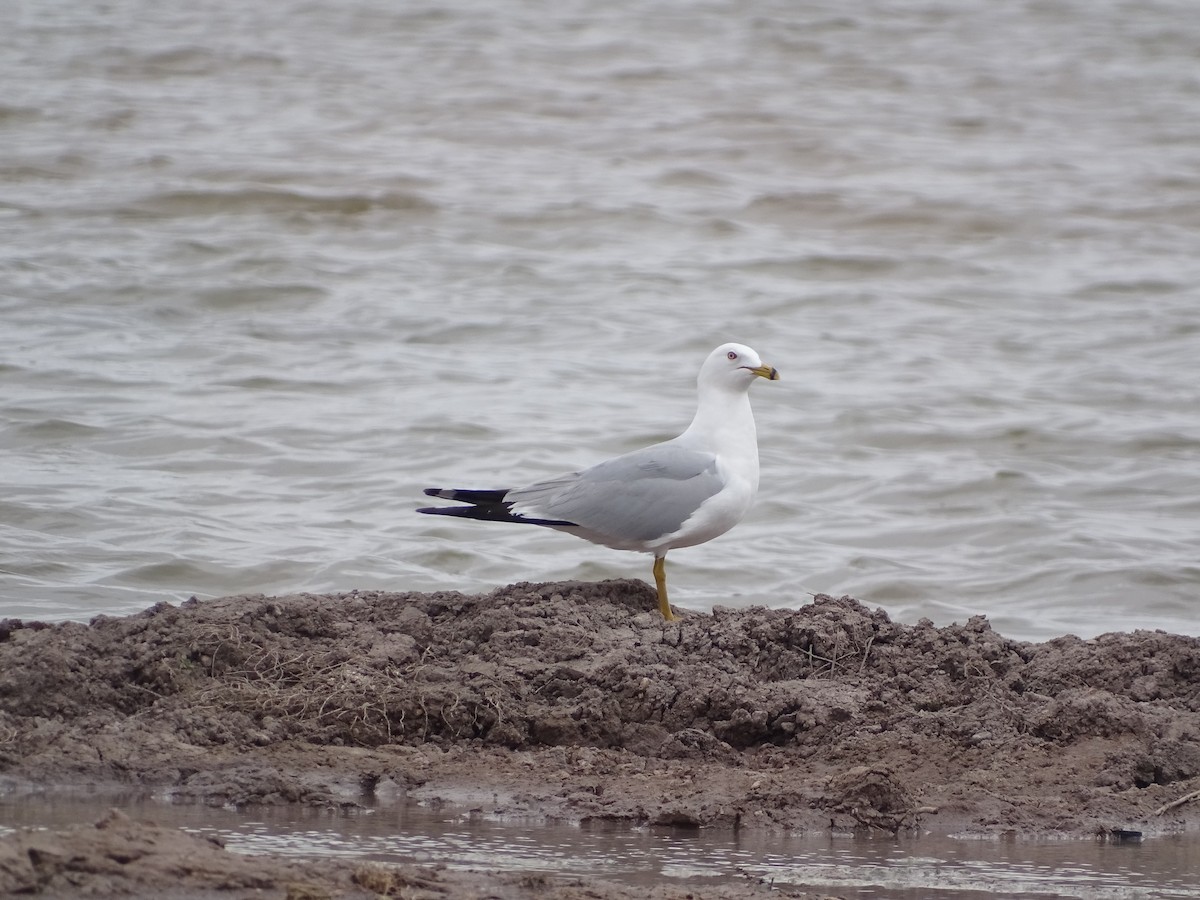 Ring-billed Gull - ML557444511