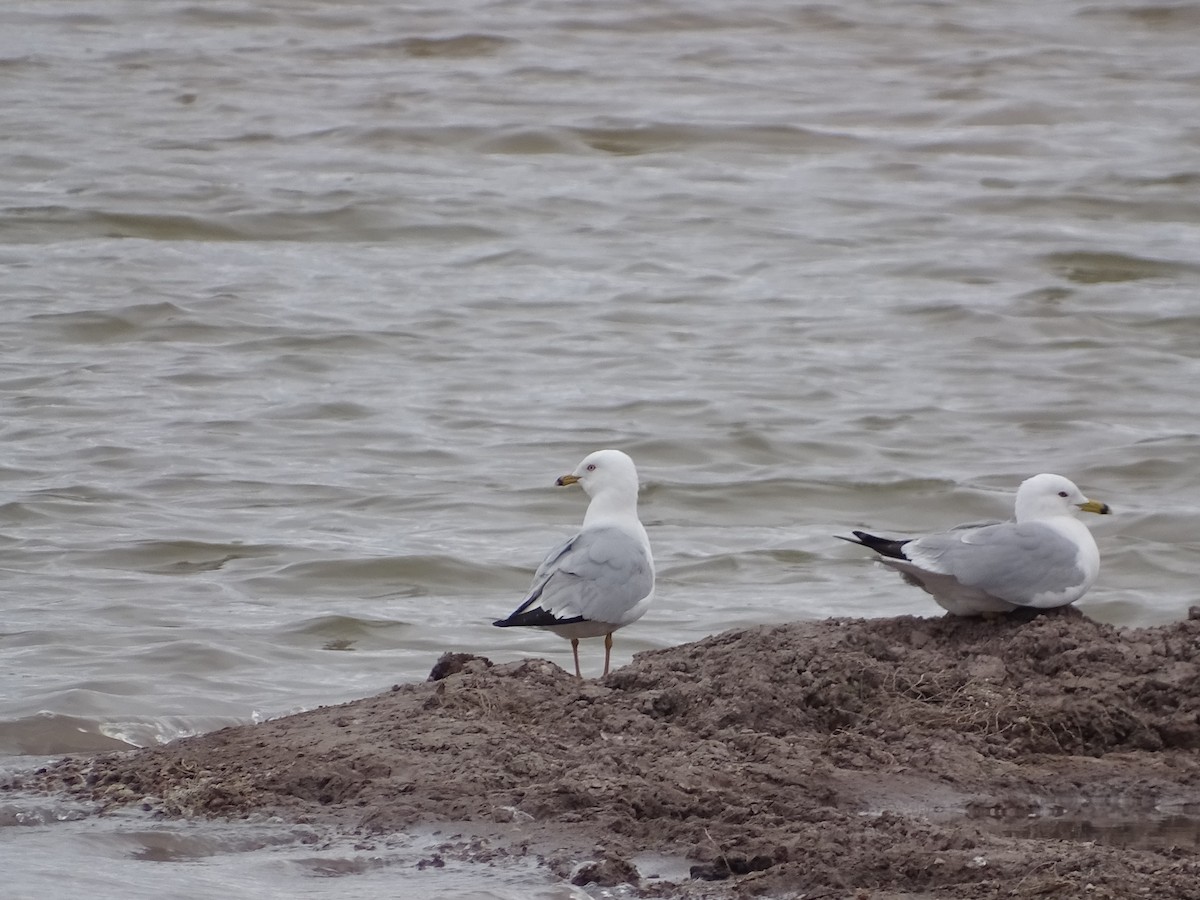 Ring-billed Gull - ML557445091