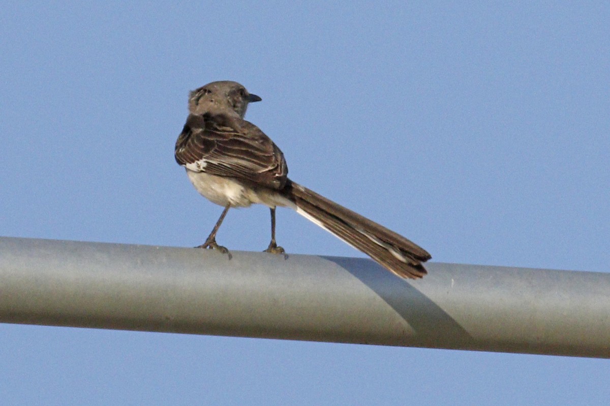 Northern Mockingbird - ML55744521