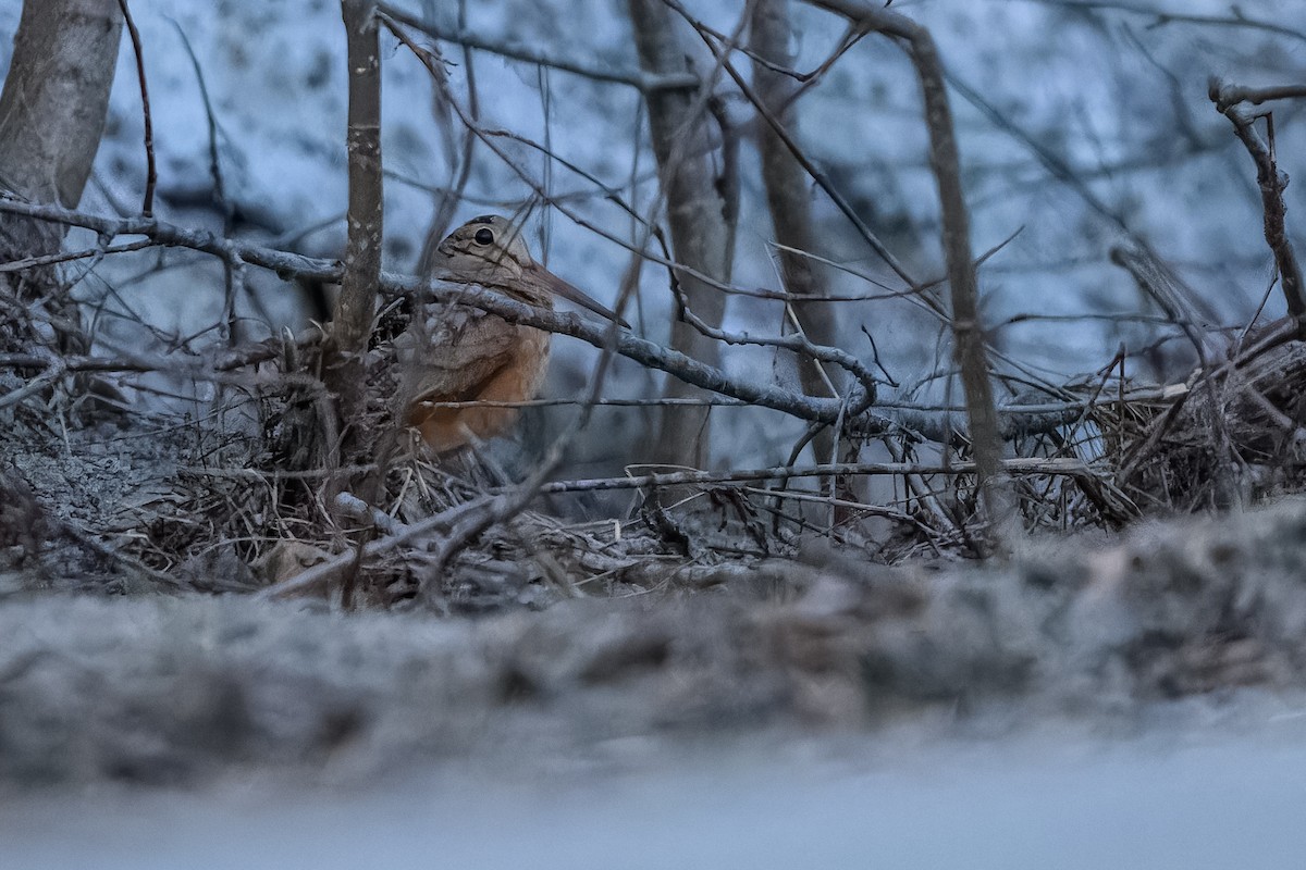 American Woodcock - ML557445601