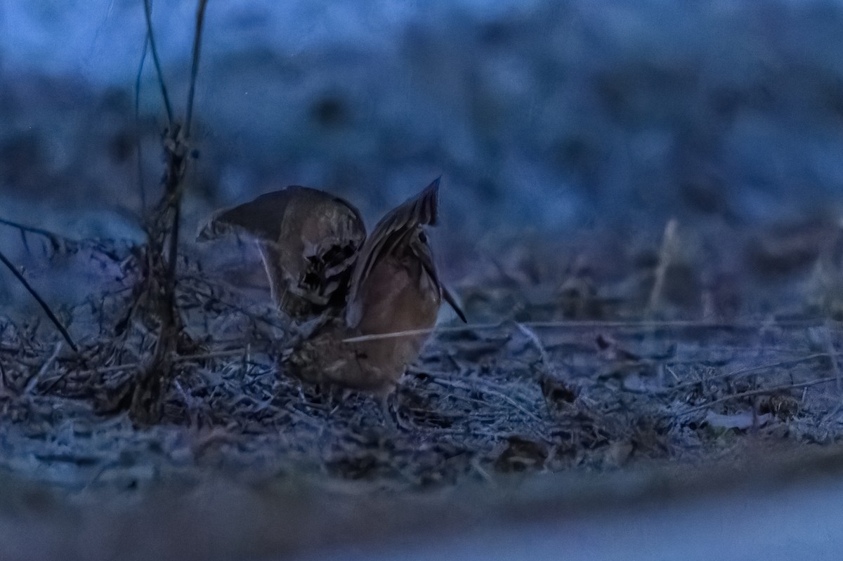 American Woodcock - ML557445631