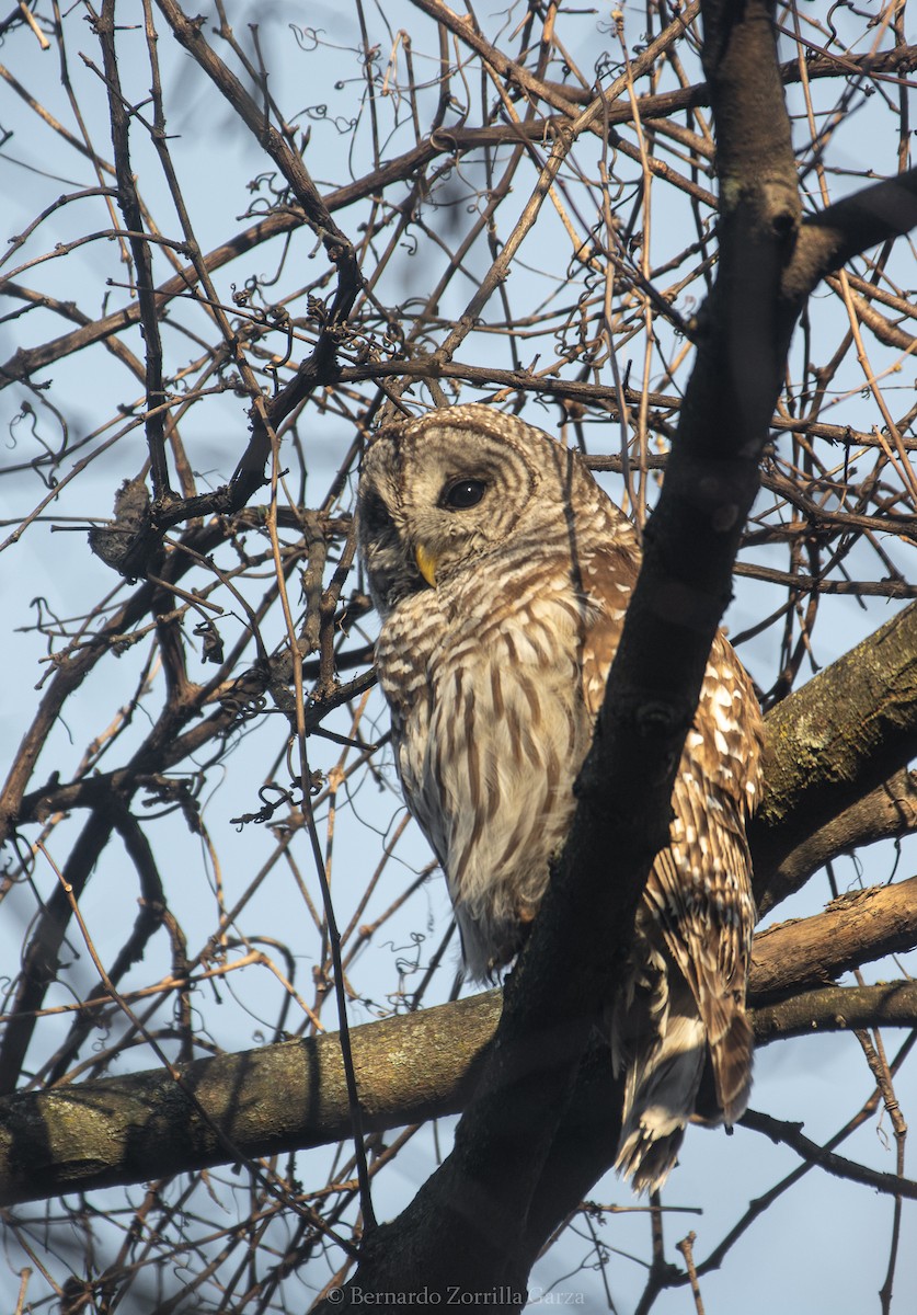 Barred Owl - ML557446531