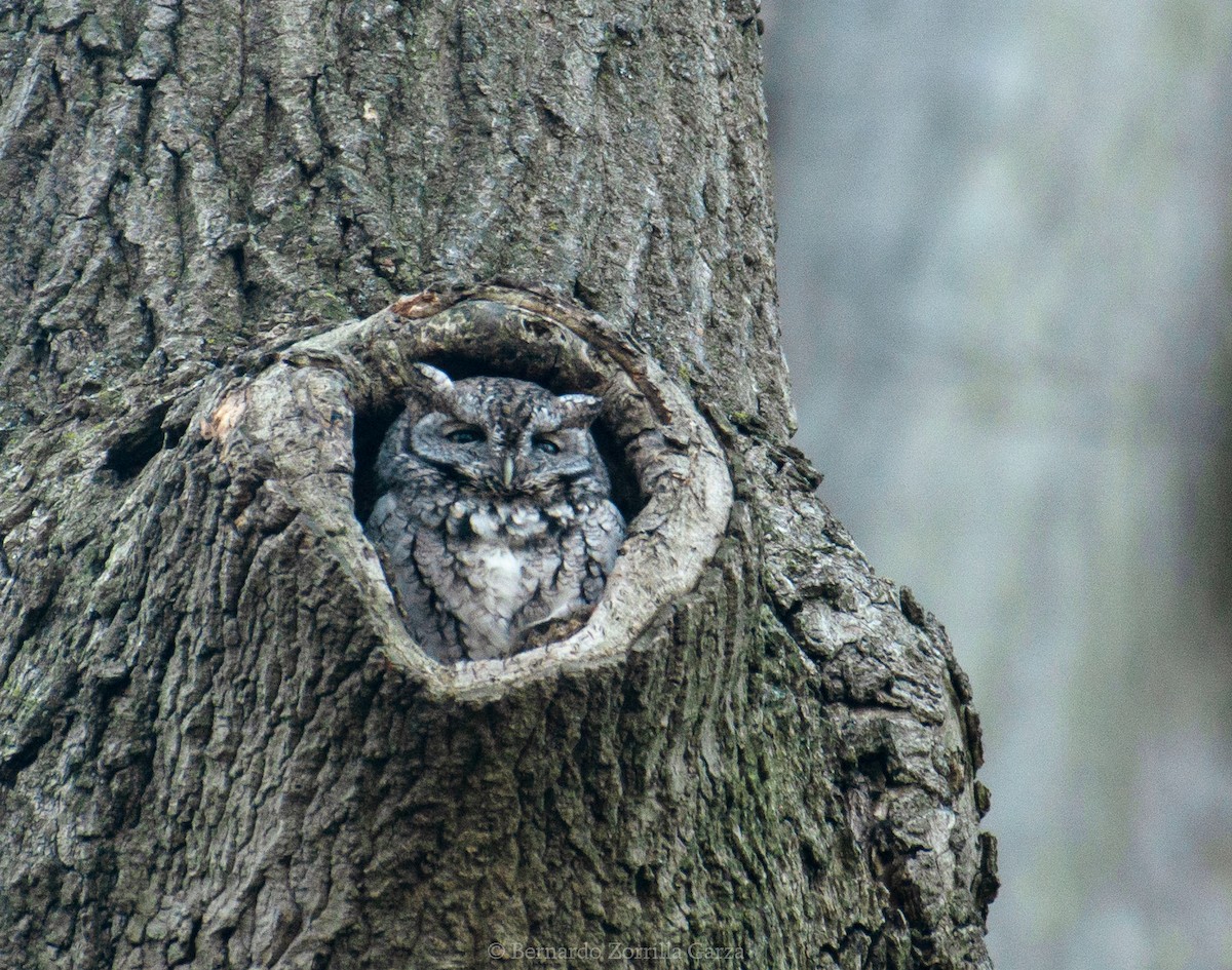 Eastern Screech-Owl - ML557446591