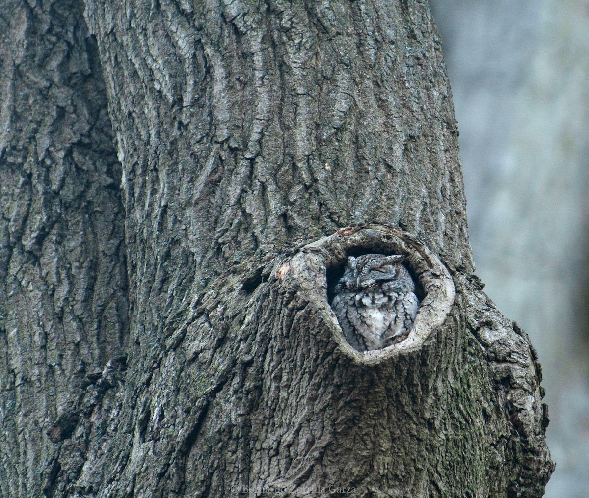 Eastern Screech-Owl - ML557446601