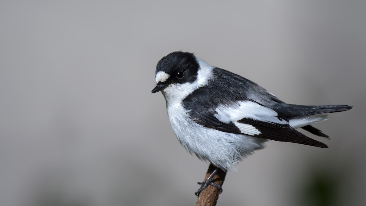 Collared Flycatcher - ML55744761