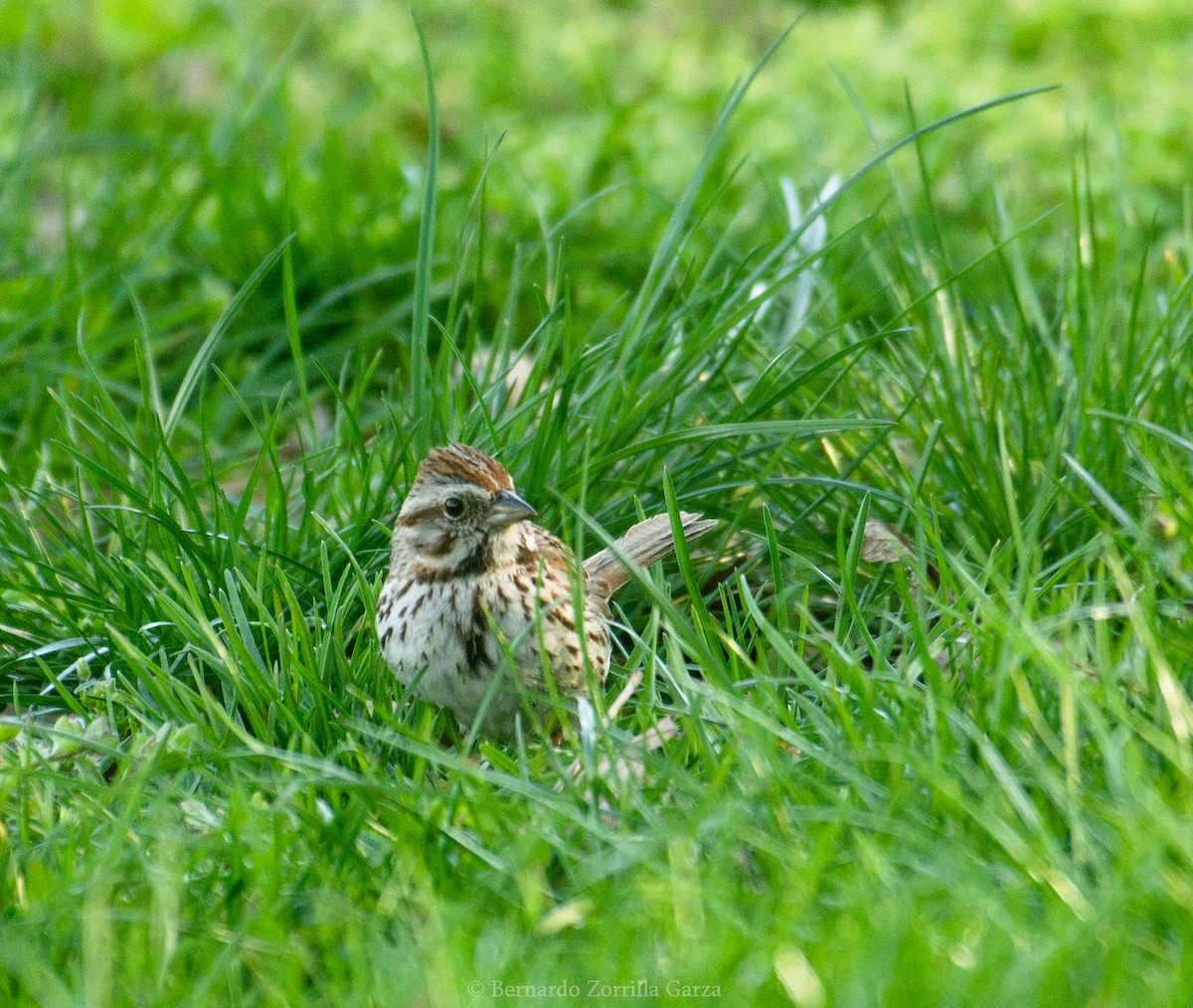 Song Sparrow - ML557447841