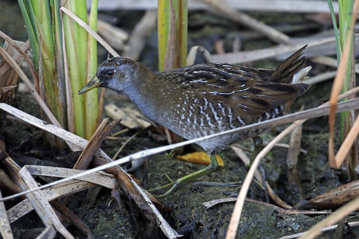 Polluela Sora - ML55744991