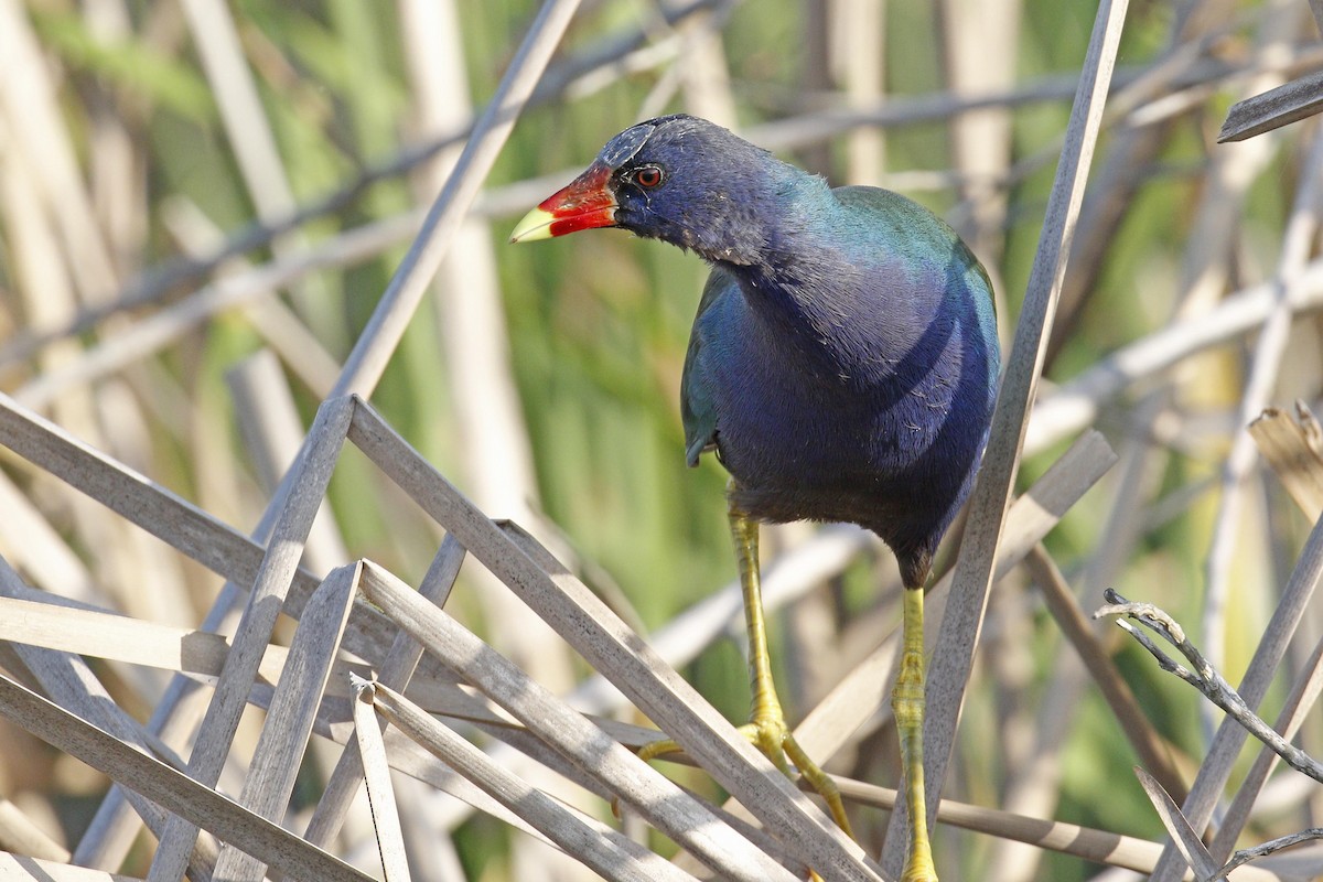 Purple Gallinule - Donna Pomeroy