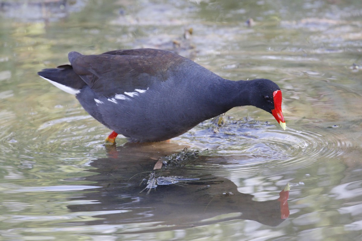 Common Gallinule - ML55745071