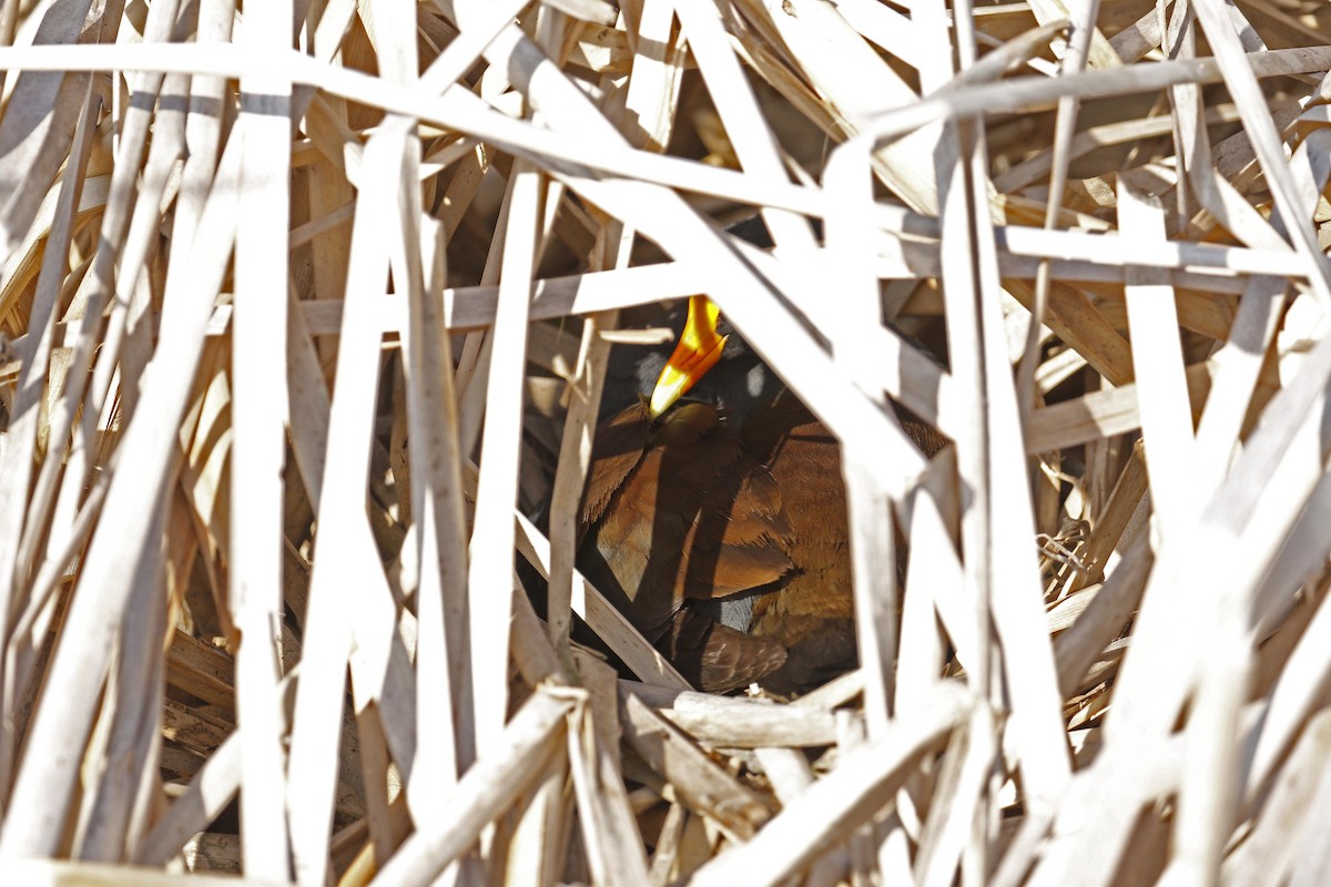 Common Gallinule - Donna Pomeroy