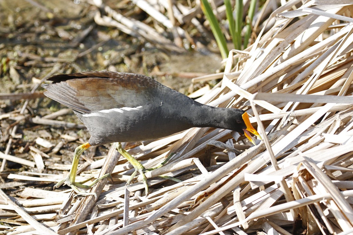 Gallinule d'Amérique - ML55745101