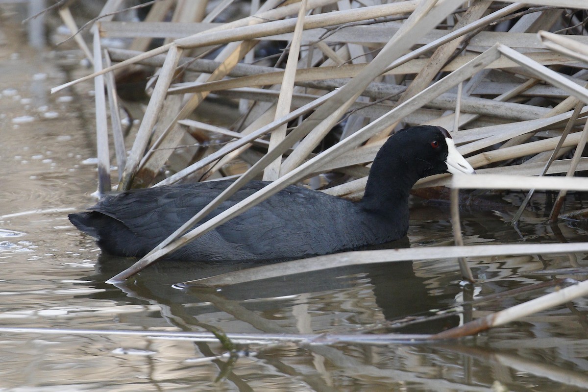 American Coot - Donna Pomeroy