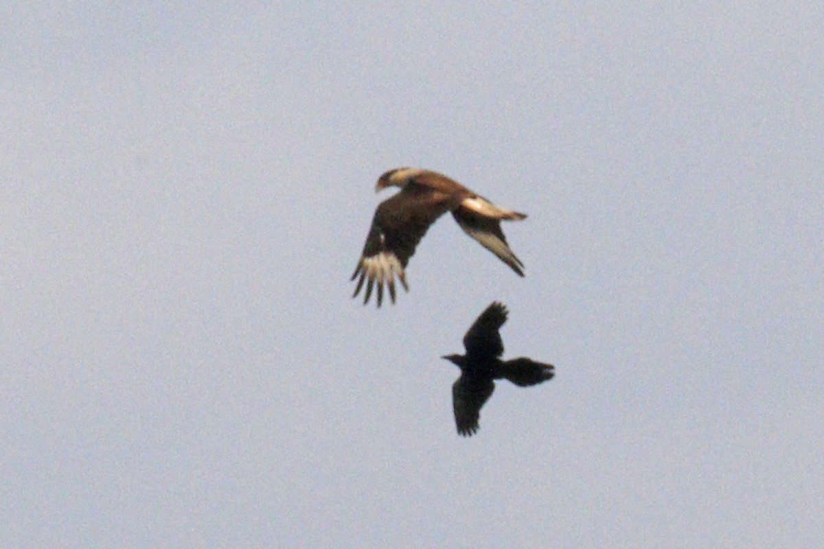 Crested Caracara (Northern) - ML55745201