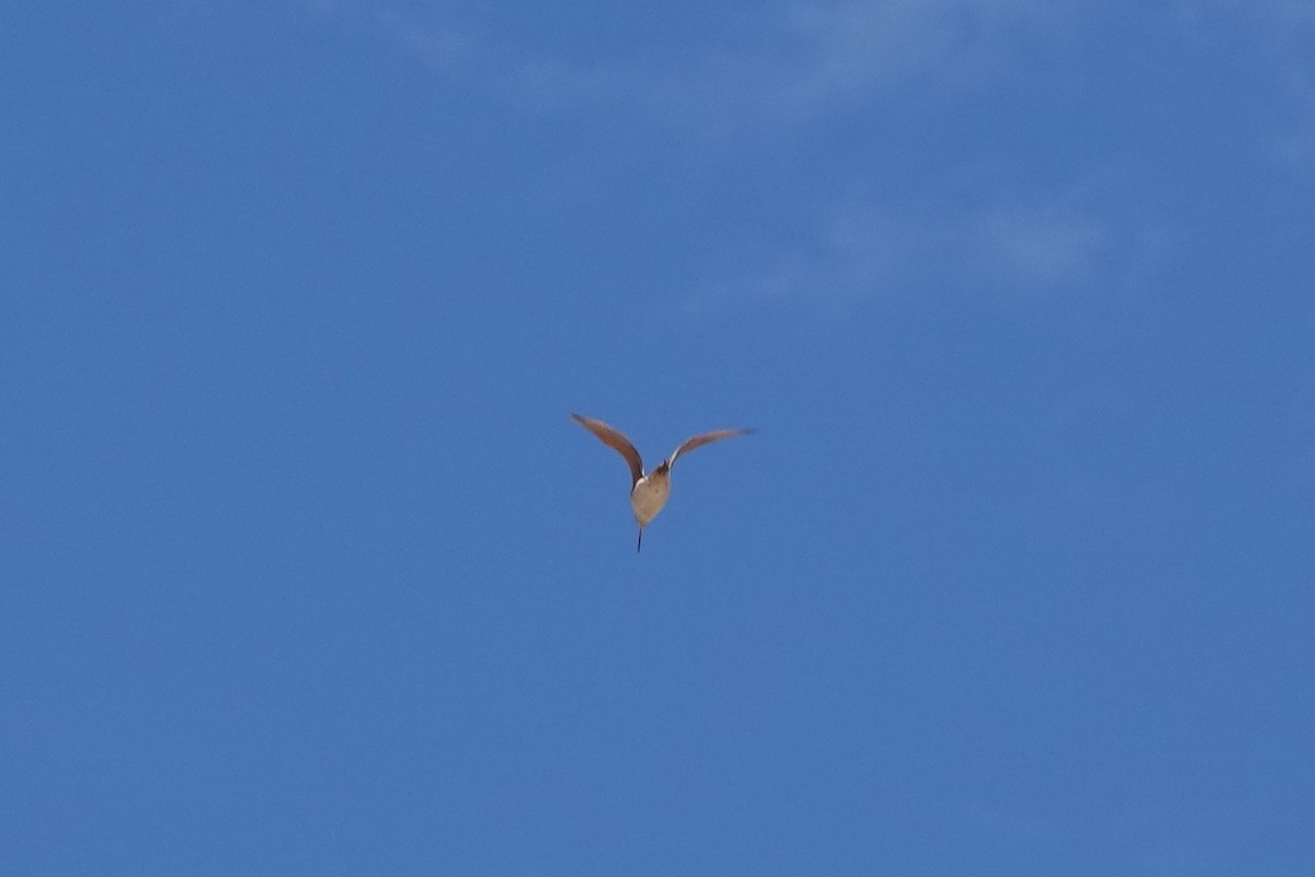 Long-billed Curlew - ML557452141