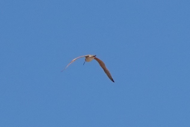 Long-billed Curlew - ML557452151