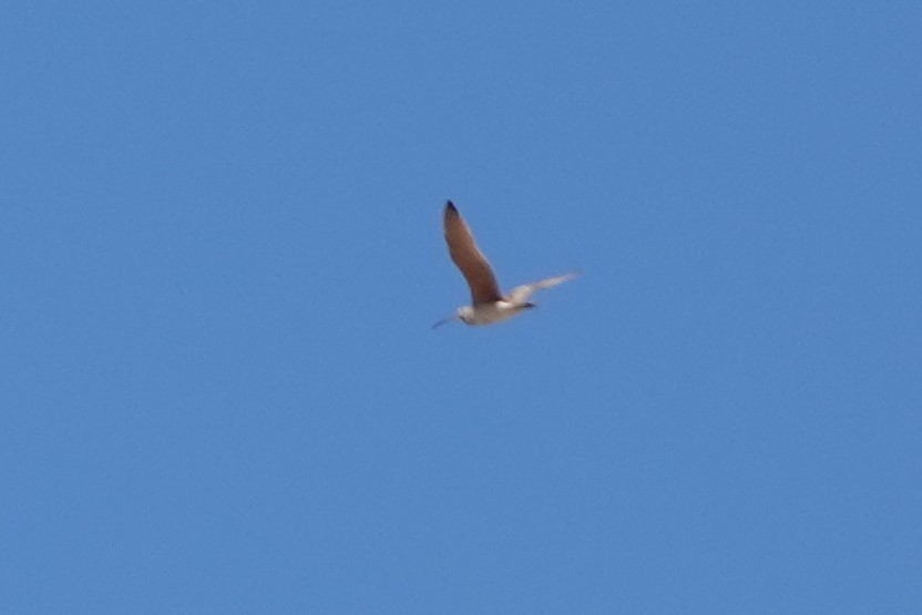 Long-billed Curlew - ML557452181