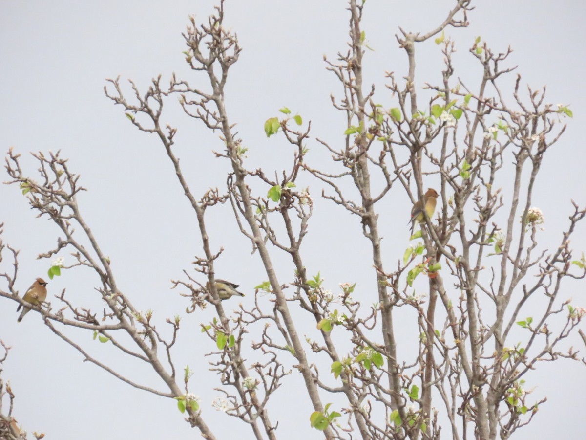 Cedar Waxwing - ML557452741